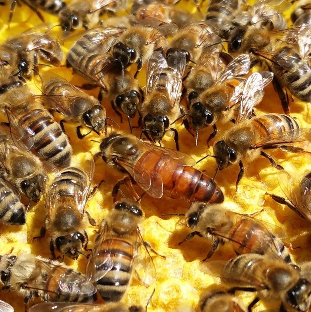 Reine fecondee F1 Nicolas Girard