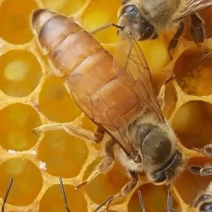 Reine fécondée F1 souche nicolas girard