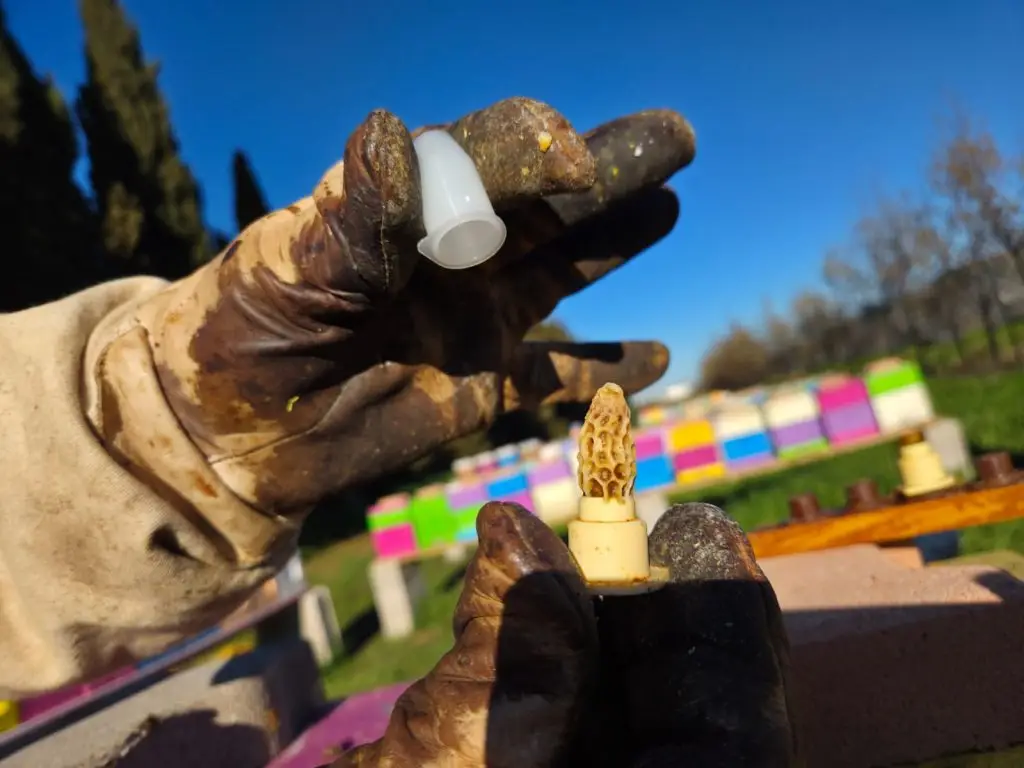 Cellule royale de future reine