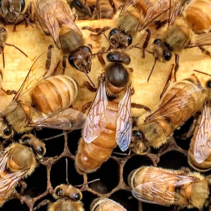 Reine abeilles buckfast