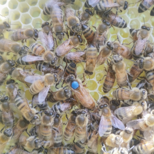 Reine buckfast anatolia F1