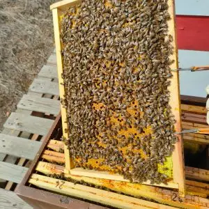 Essaim d’abeilles sur 6 cadres avec reine F1 fécondée – Livraison à partir de mars 2026