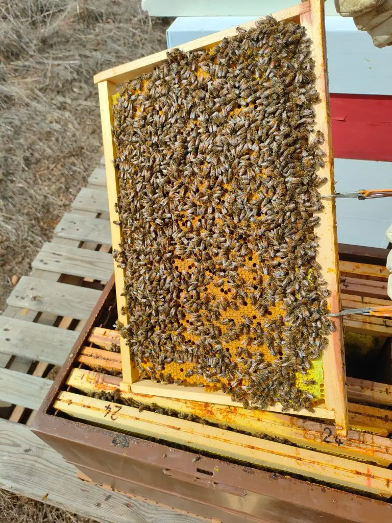 Essaim d’abeilles sur 6 cadres avec reine F1 fécondée – Livraison à partir de mars 2026